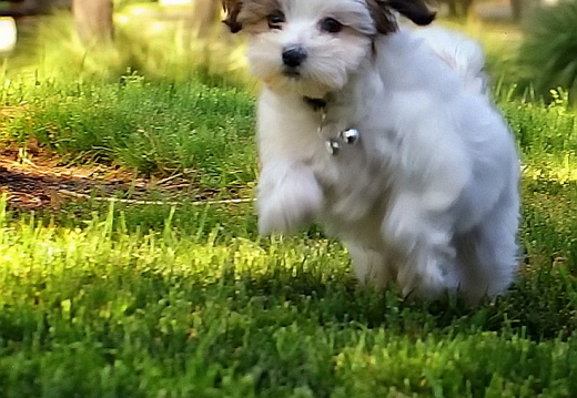 teddy