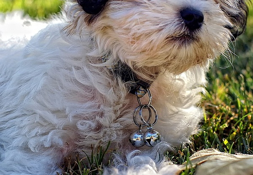 teddy