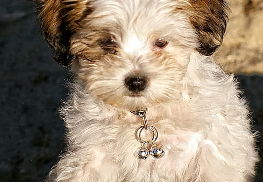 teddy