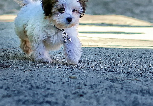 teddy