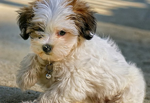 teddy