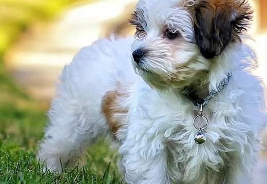 teddy
