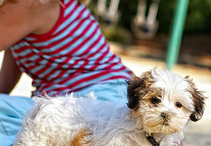 teddy