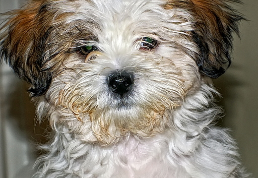 teddy