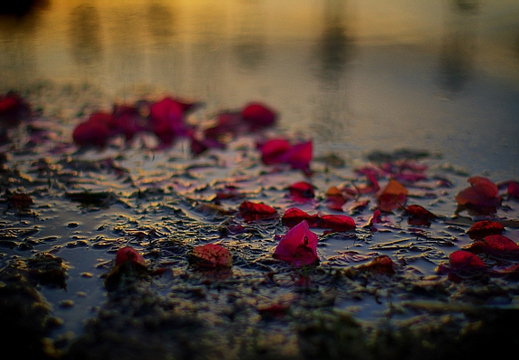 the pond