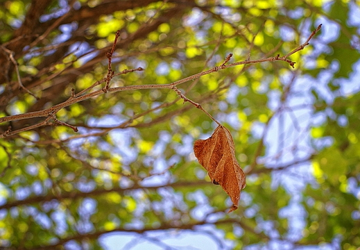 a special leaf (long story)