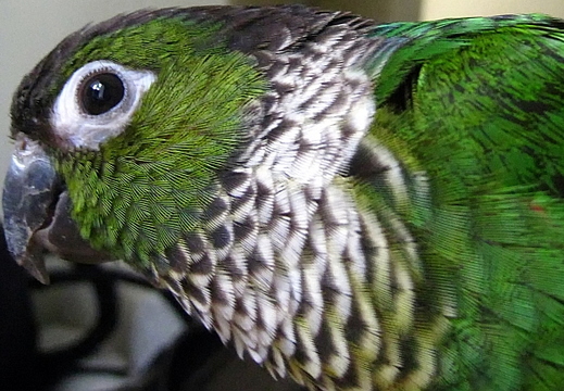 guaco