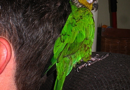 guaco snuggling