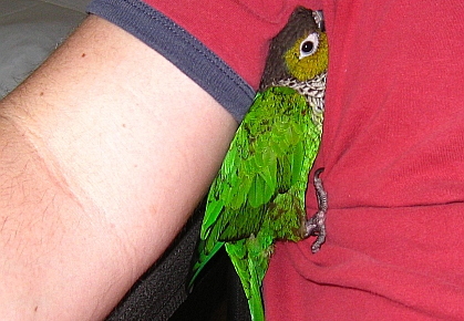 guaco snuggling my armpit