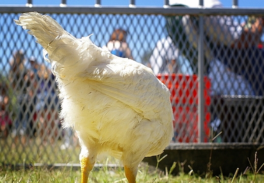animal