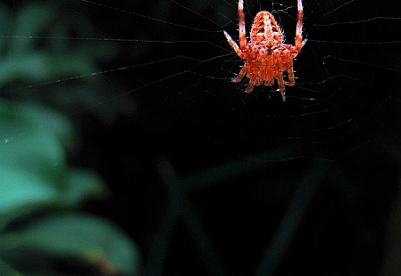 tiny spidy