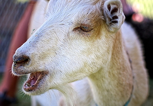animal
