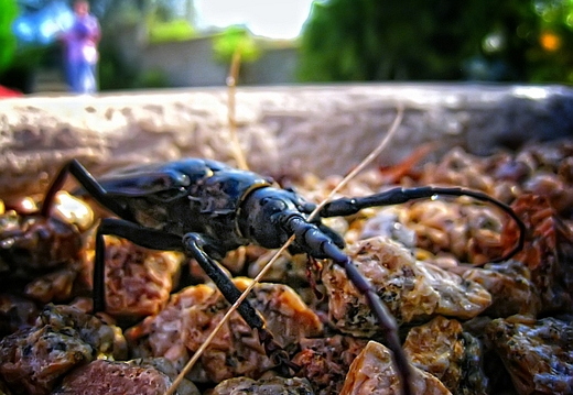 big bug - carefree arizona
