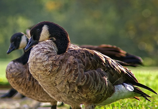 birds