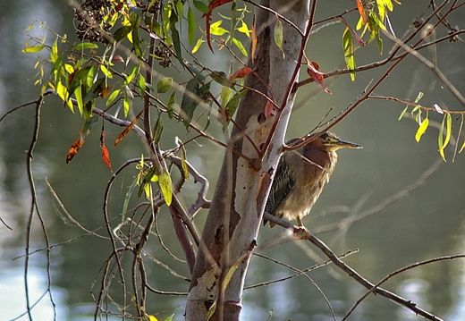 bird