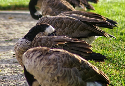 birds