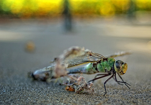 dragonfly