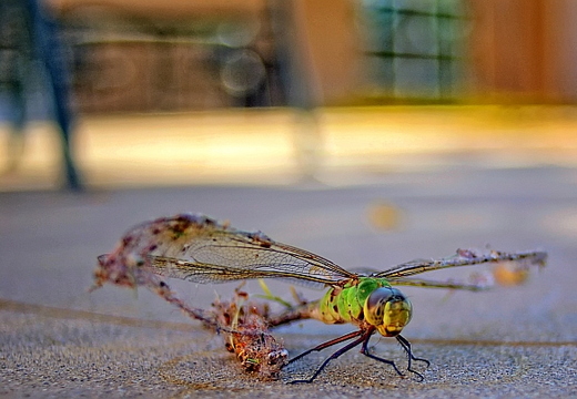 dragonfly