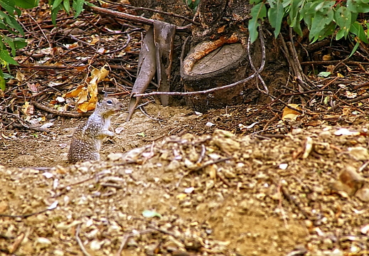 squirrel
