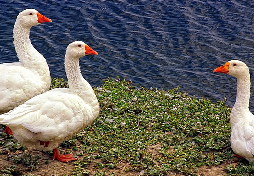 birds