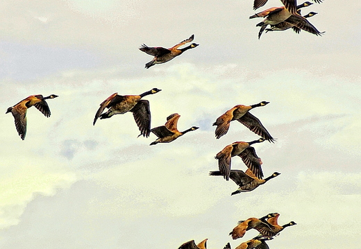 birds
