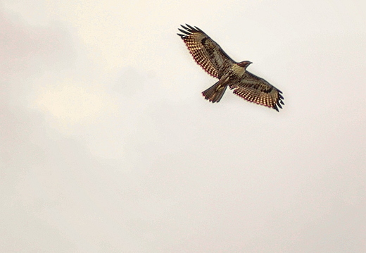bird