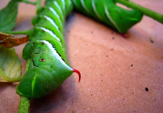 tomato bug