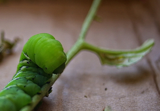 tomato bug