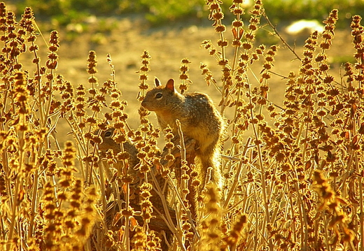squirrels