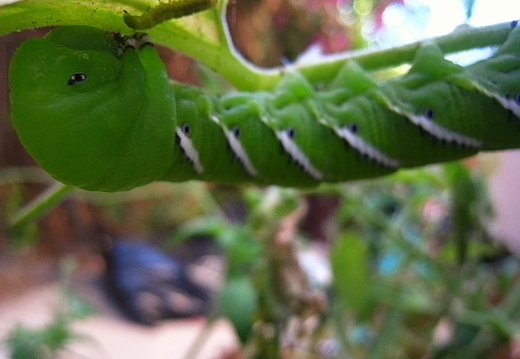 tomato bug