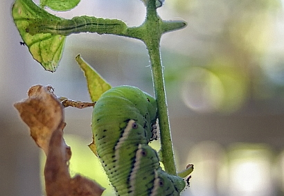 tomato bug