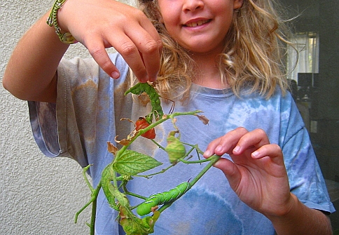 tomato bug
