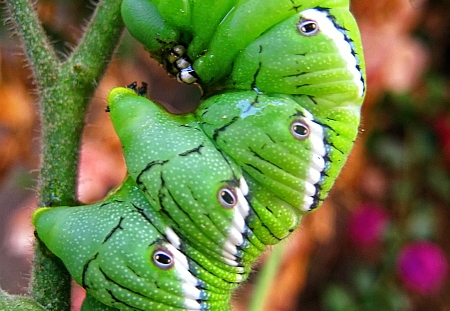 tomato bug