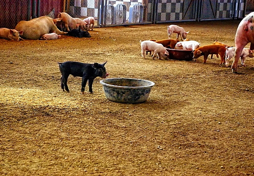 pigs
