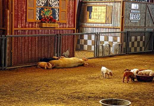 pigs