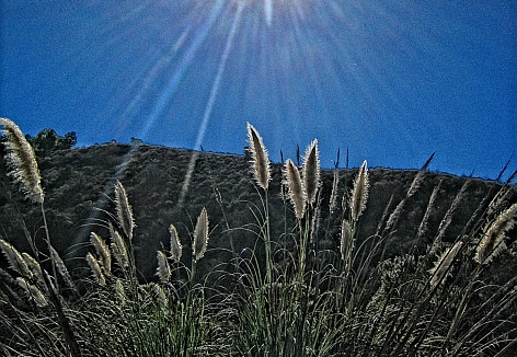 foraging expedition laguna niguel