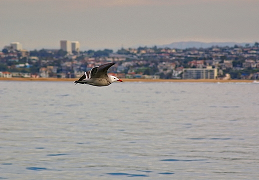 seagull
