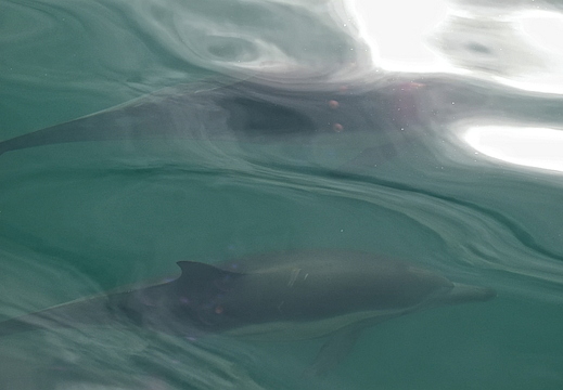 dolphins