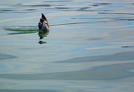 seagull