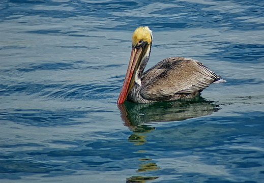 brown pelican