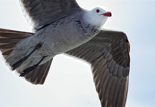 seagull