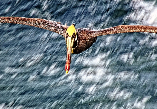 brown pelican pan