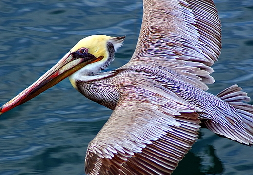 brown pelican