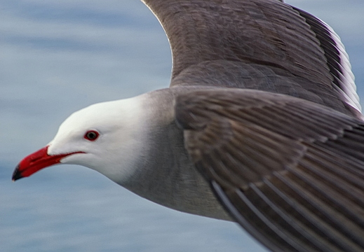 seagull