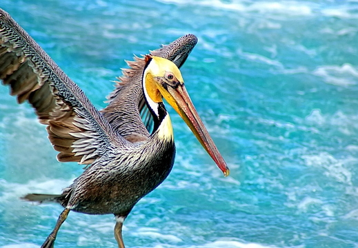 brown pelican