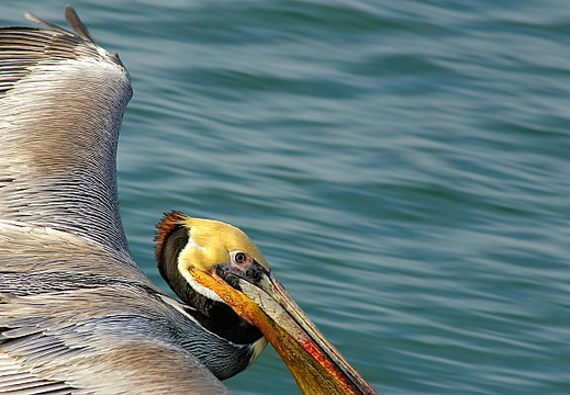 brown pelican