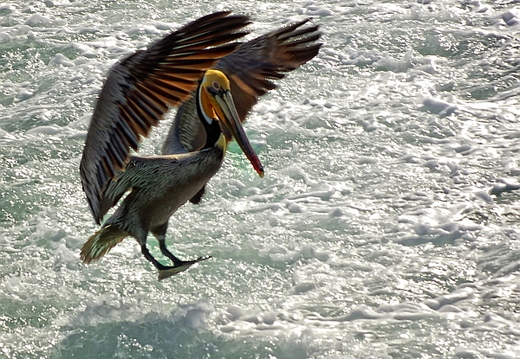 brown pelican
