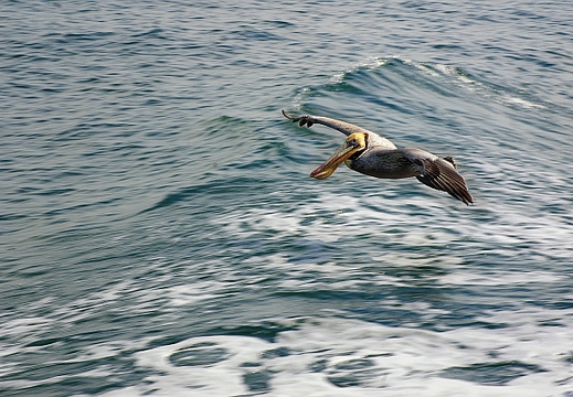 brown pelican