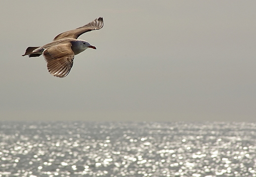 seagull
