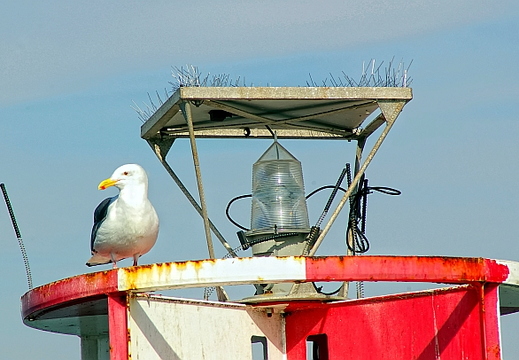 seagull